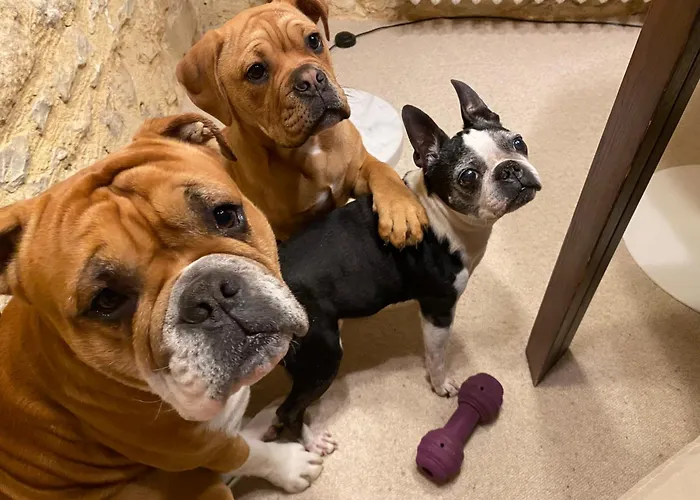 拉巴里尔-洛特酒店 4* Le Vigan (Lot)